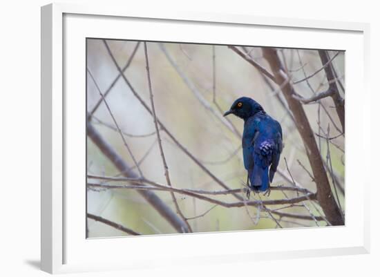 A Cape Glossy Starling, Lamprotornis Nitens, Rests on a Branch in Etosha National Park-Alex Saberi-Framed Photographic Print