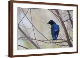 A Cape Glossy Starling, Lamprotornis Nitens, Rests on a Branch in Etosha National Park-Alex Saberi-Framed Photographic Print