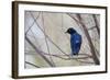 A Cape Glossy Starling, Lamprotornis Nitens, Rests on a Branch in Etosha National Park-Alex Saberi-Framed Photographic Print