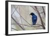 A Cape Glossy Starling, Lamprotornis Nitens, Rests on a Branch in Etosha National Park-Alex Saberi-Framed Photographic Print