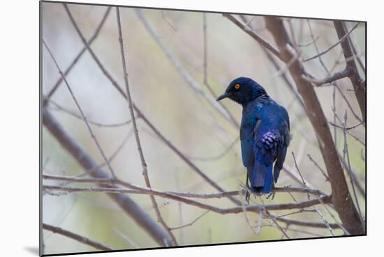 A Cape Glossy Starling, Lamprotornis Nitens, Rests on a Branch in Etosha National Park-Alex Saberi-Mounted Photographic Print