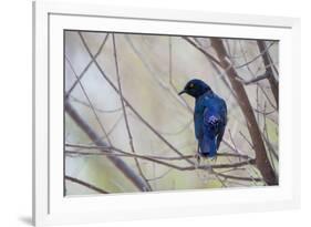 A Cape Glossy Starling, Lamprotornis Nitens, Rests on a Branch in Etosha National Park-Alex Saberi-Framed Photographic Print