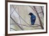 A Cape Glossy Starling, Lamprotornis Nitens, Rests on a Branch in Etosha National Park-Alex Saberi-Framed Photographic Print