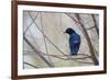 A Cape Glossy Starling, Lamprotornis Nitens, Rests on a Branch in Etosha National Park-Alex Saberi-Framed Photographic Print