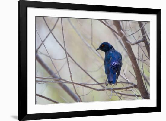 A Cape Glossy Starling, Lamprotornis Nitens, Rests on a Branch in Etosha National Park-Alex Saberi-Framed Photographic Print
