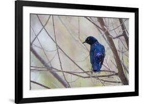 A Cape Glossy Starling, Lamprotornis Nitens, Rests on a Branch in Etosha National Park-Alex Saberi-Framed Photographic Print