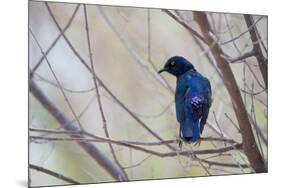 A Cape Glossy Starling, Lamprotornis Nitens, Rests on a Branch in Etosha National Park-Alex Saberi-Mounted Photographic Print