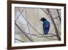 A Cape Glossy Starling, Lamprotornis Nitens, Rests on a Branch in Etosha National Park-Alex Saberi-Framed Photographic Print