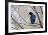 A Cape Glossy Starling, Lamprotornis Nitens, Rests on a Branch in Etosha National Park-Alex Saberi-Framed Photographic Print