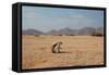 A Cape Ground Squirrel, Xerus Inures, on the Look Out in Solitaire, Namibia-Alex Saberi-Framed Stretched Canvas