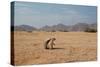 A Cape Ground Squirrel, Xerus Inures, on the Look Out in Solitaire, Namibia-Alex Saberi-Stretched Canvas