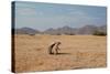 A Cape Ground Squirrel, Xerus Inures, on the Look Out in Solitaire, Namibia-Alex Saberi-Stretched Canvas