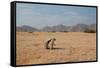 A Cape Ground Squirrel, Xerus Inures, on the Look Out in Solitaire, Namibia-Alex Saberi-Framed Stretched Canvas