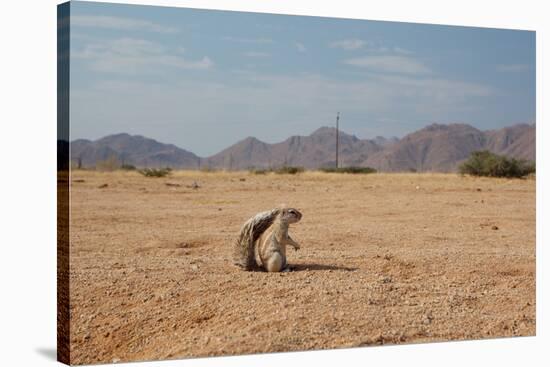 A Cape Ground Squirrel, Xerus Inures, on the Look Out in Solitaire, Namibia-Alex Saberi-Stretched Canvas