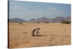 A Cape Ground Squirrel, Xerus Inures, on the Look Out in Solitaire, Namibia-Alex Saberi-Stretched Canvas