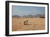 A Cape Ground Squirrel, Xerus Inures, on the Look Out in Solitaire, Namibia-Alex Saberi-Framed Photographic Print