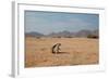 A Cape Ground Squirrel, Xerus Inures, on the Look Out in Solitaire, Namibia-Alex Saberi-Framed Photographic Print