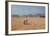 A Cape Ground Squirrel, Xerus Inures, on the Look Out in Solitaire, Namibia-Alex Saberi-Framed Photographic Print