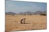 A Cape Ground Squirrel, Xerus Inures, on the Look Out in Solitaire, Namibia-Alex Saberi-Mounted Photographic Print