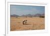 A Cape Ground Squirrel, Xerus Inures, on the Look Out in Solitaire, Namibia-Alex Saberi-Framed Photographic Print