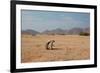 A Cape Ground Squirrel, Xerus Inures, on the Look Out in Solitaire, Namibia-Alex Saberi-Framed Photographic Print