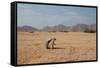 A Cape Ground Squirrel, Xerus Inures, on the Look Out in Solitaire, Namibia-Alex Saberi-Framed Stretched Canvas