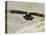 A Captive Golden Eagle (Aquila Chrysaetos), Flying Over Moorland, United Kingdom, Europe-Ann & Steve Toon-Stretched Canvas