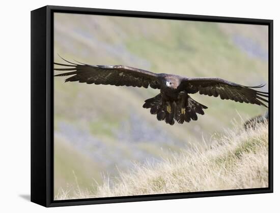 A Captive Golden Eagle (Aquila Chrysaetos), Flying Over Moorland, United Kingdom, Europe-Ann & Steve Toon-Framed Stretched Canvas