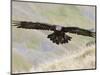 A Captive Golden Eagle (Aquila Chrysaetos), Flying Over Moorland, United Kingdom, Europe-Ann & Steve Toon-Mounted Photographic Print