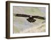 A Captive Golden Eagle (Aquila Chrysaetos), Flying Over Moorland, United Kingdom, Europe-Ann & Steve Toon-Framed Photographic Print