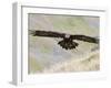 A Captive Golden Eagle (Aquila Chrysaetos), Flying Over Moorland, United Kingdom, Europe-Ann & Steve Toon-Framed Photographic Print