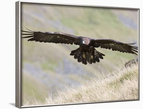 A Captive Golden Eagle (Aquila Chrysaetos), Flying Over Moorland, United Kingdom, Europe-Ann & Steve Toon-Framed Photographic Print