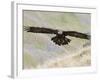 A Captive Golden Eagle (Aquila Chrysaetos), Flying Over Moorland, United Kingdom, Europe-Ann & Steve Toon-Framed Photographic Print