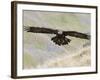 A Captive Golden Eagle (Aquila Chrysaetos), Flying Over Moorland, United Kingdom, Europe-Ann & Steve Toon-Framed Photographic Print