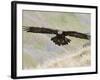 A Captive Golden Eagle (Aquila Chrysaetos), Flying Over Moorland, United Kingdom, Europe-Ann & Steve Toon-Framed Photographic Print