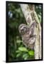 A captive pet brown-throated sloth (Bradypus variegatus), San Francisco Village, Loreto, Peru-Michael Nolan-Framed Photographic Print