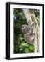 A captive pet brown-throated sloth (Bradypus variegatus), San Francisco Village, Loreto, Peru-Michael Nolan-Framed Premium Photographic Print