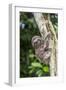 A captive pet brown-throated sloth (Bradypus variegatus), San Francisco Village, Loreto, Peru-Michael Nolan-Framed Premium Photographic Print