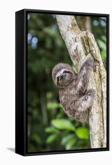 A captive pet brown-throated sloth (Bradypus variegatus), San Francisco Village, Loreto, Peru-Michael Nolan-Framed Stretched Canvas