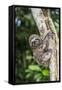 A captive pet brown-throated sloth (Bradypus variegatus), San Francisco Village, Loreto, Peru-Michael Nolan-Framed Stretched Canvas