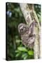 A captive pet brown-throated sloth (Bradypus variegatus), San Francisco Village, Loreto, Peru-Michael Nolan-Stretched Canvas