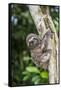 A captive pet brown-throated sloth (Bradypus variegatus), San Francisco Village, Loreto, Peru-Michael Nolan-Framed Stretched Canvas