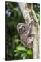 A captive pet brown-throated sloth (Bradypus variegatus), San Francisco Village, Loreto, Peru-Michael Nolan-Stretched Canvas