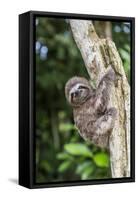 A captive pet brown-throated sloth (Bradypus variegatus), San Francisco Village, Loreto, Peru-Michael Nolan-Framed Stretched Canvas