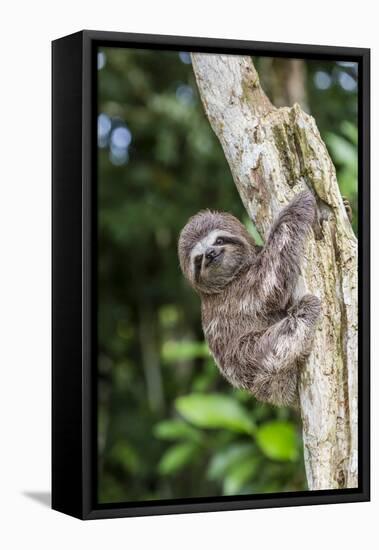 A captive pet brown-throated sloth (Bradypus variegatus), San Francisco Village, Loreto, Peru-Michael Nolan-Framed Stretched Canvas