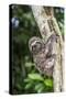 A captive pet brown-throated sloth (Bradypus variegatus), San Francisco Village, Loreto, Peru-Michael Nolan-Stretched Canvas