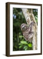 A captive pet brown-throated sloth (Bradypus variegatus), San Francisco Village, Loreto, Peru-Michael Nolan-Framed Photographic Print