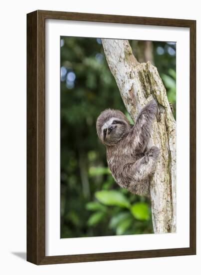 A captive pet brown-throated sloth (Bradypus variegatus), San Francisco Village, Loreto, Peru-Michael Nolan-Framed Photographic Print