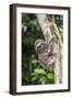 A captive pet brown-throated sloth (Bradypus variegatus), San Francisco Village, Loreto, Peru-Michael Nolan-Framed Photographic Print