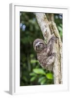 A captive pet brown-throated sloth (Bradypus variegatus), San Francisco Village, Loreto, Peru-Michael Nolan-Framed Photographic Print